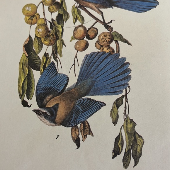Audubon Florida Blue Jay Print - Picture 4 of 5